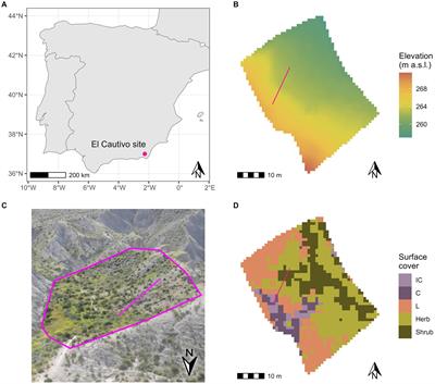 Biocrusts intensify water redistribution and improve water availability to dryland vegetation: insights from a spatially-explicit ecohydrological model